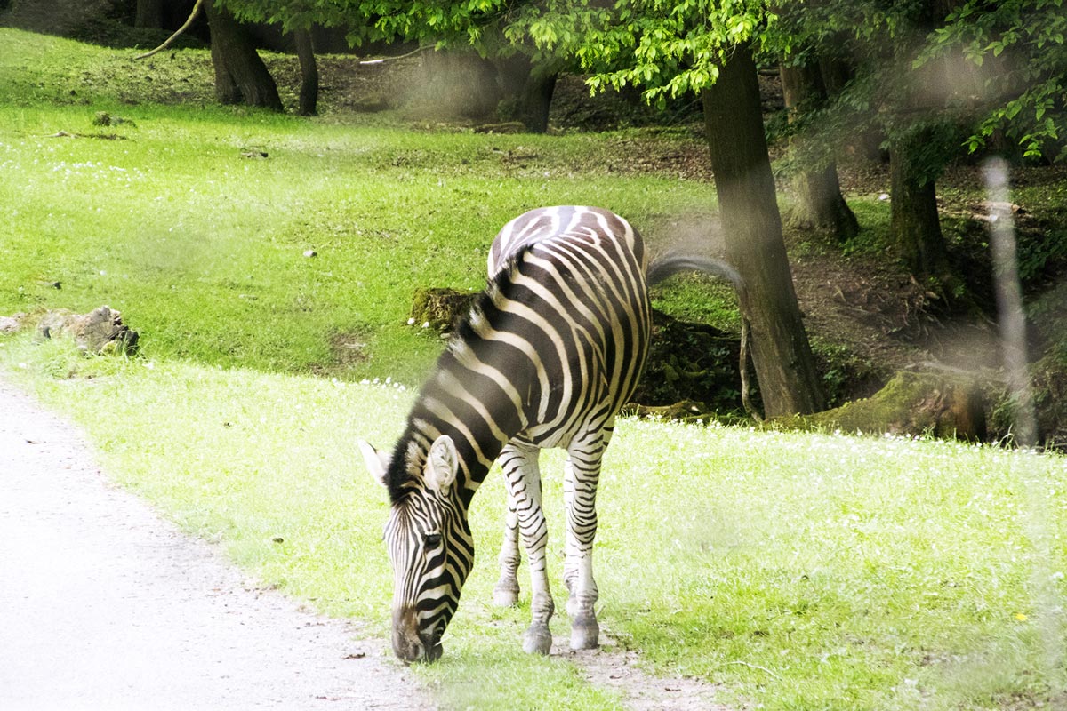 Myštěves - Zoo Dvůr Králové